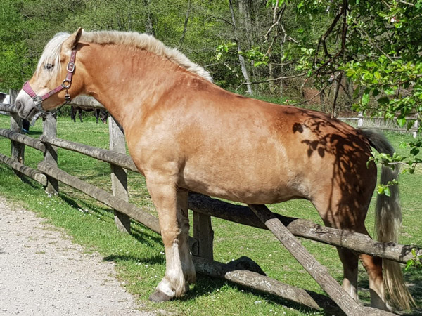 Pferd auf dem Gnadenhof