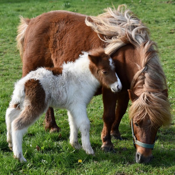 shetland-ponies-q-7091959_1920